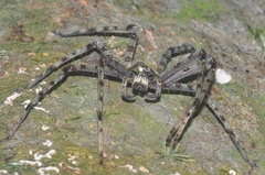 Heteropoda boiei