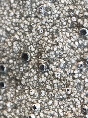 Lecanora gangaleoides
