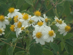 Montanoa leucantha