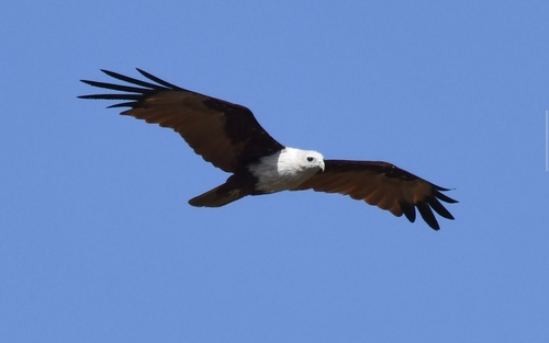 Brahminy Kite