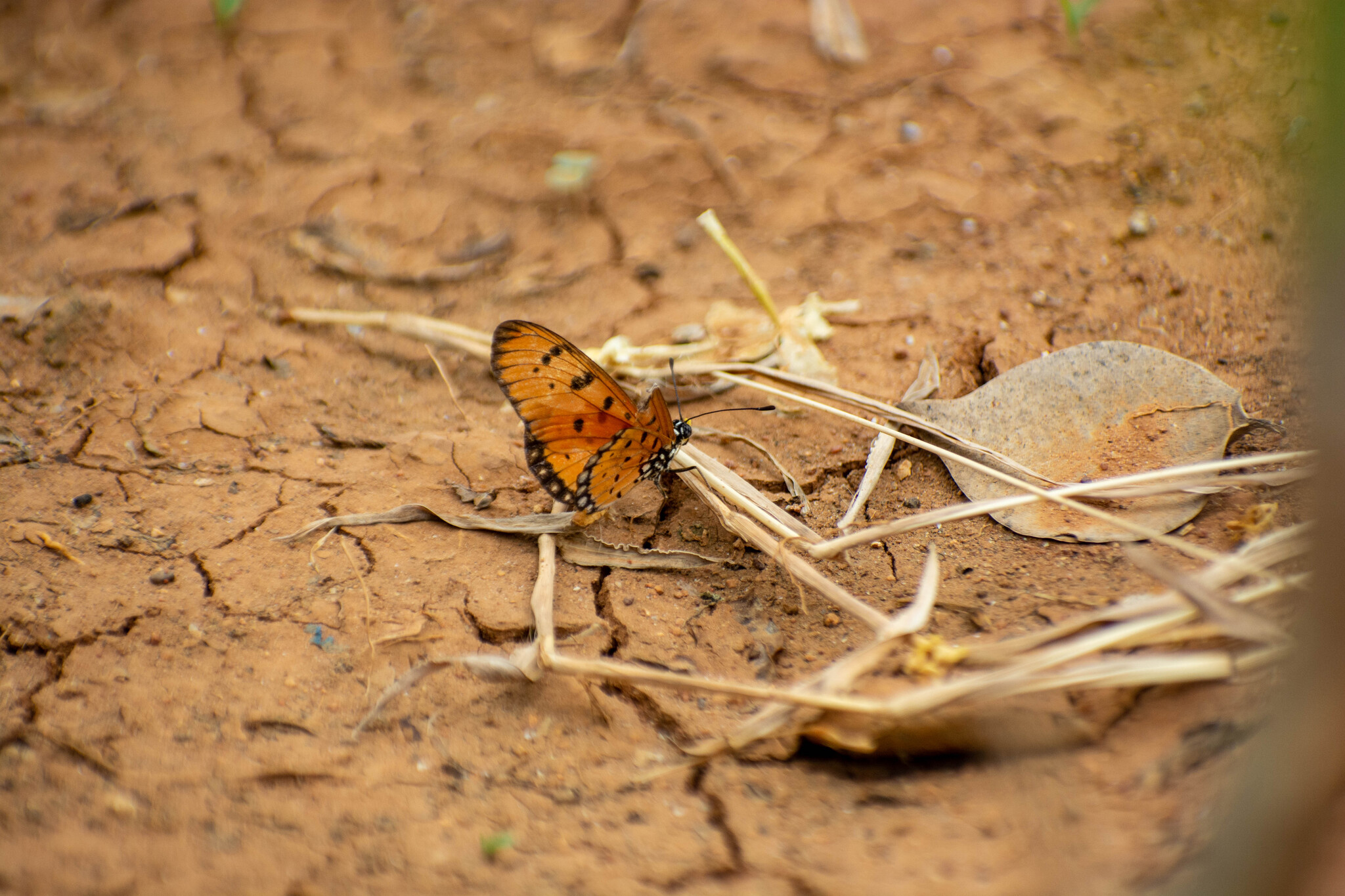 Tawny Coster