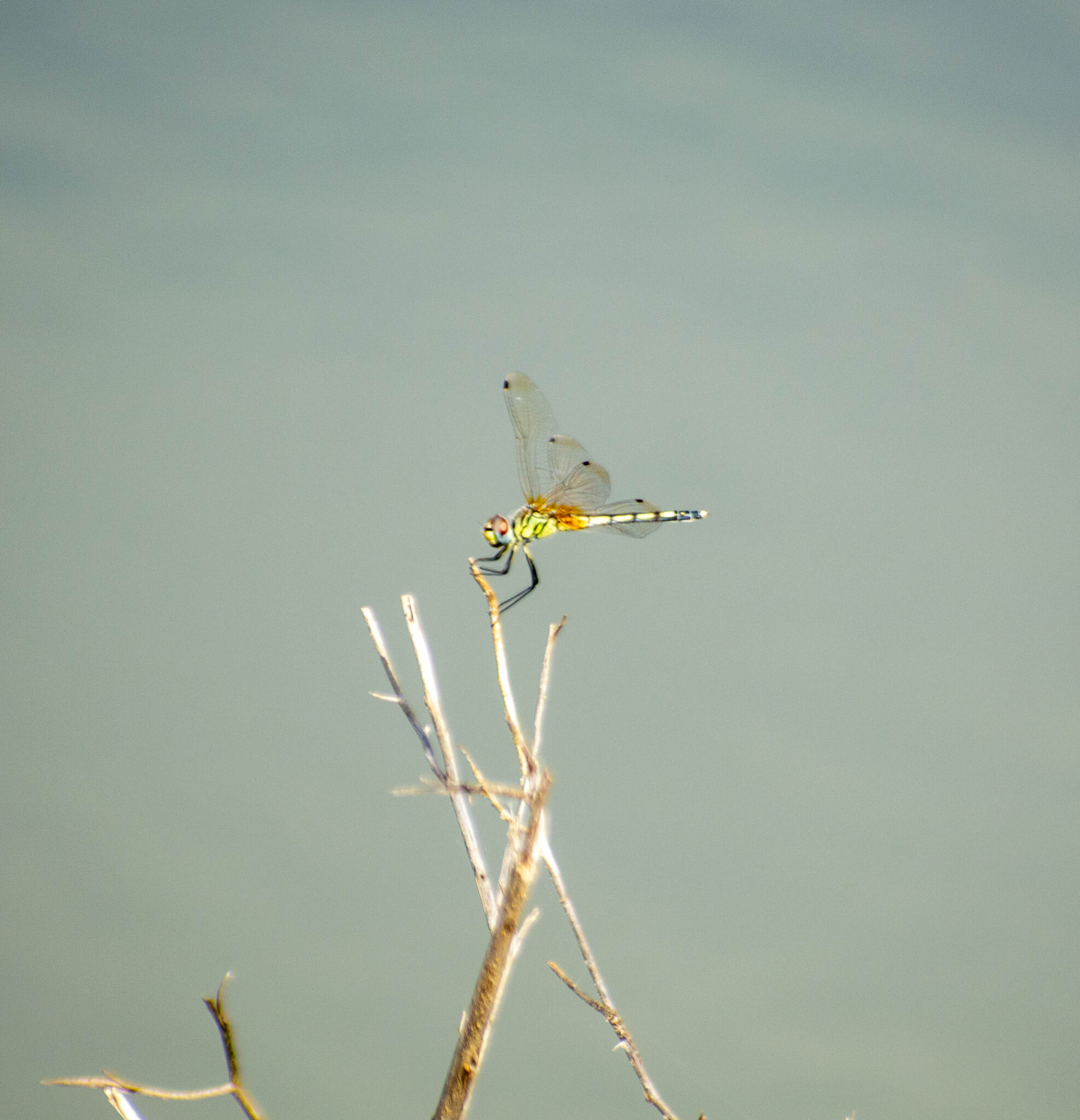 Long-Legged Marsh Glider