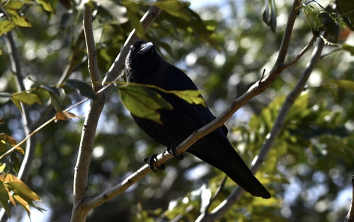 House Crow