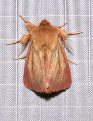 Nephelodes carminata