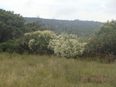 Montanoa leucantha