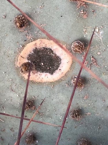 Prickly Pear Leaf Spot