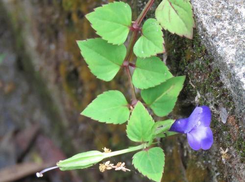 Torenia concolor