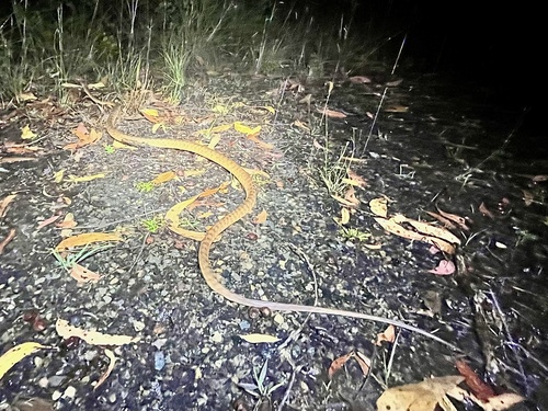 Brown Tree Snake sighting