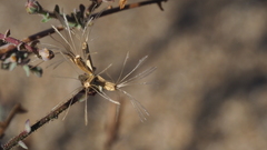 Stephanomeria exigua exigua