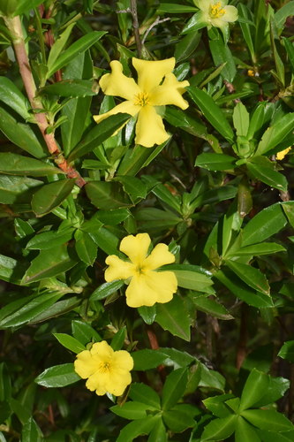 Hibbertia cuneiformis (Labill.) Sm.