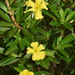 Cutleaf Hibbertia - Photo (c) Joey Santore, some rights reserved (CC BY-NC), uploaded by Joey Santore