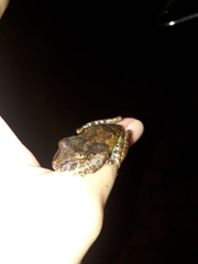 Scinax nebulosus