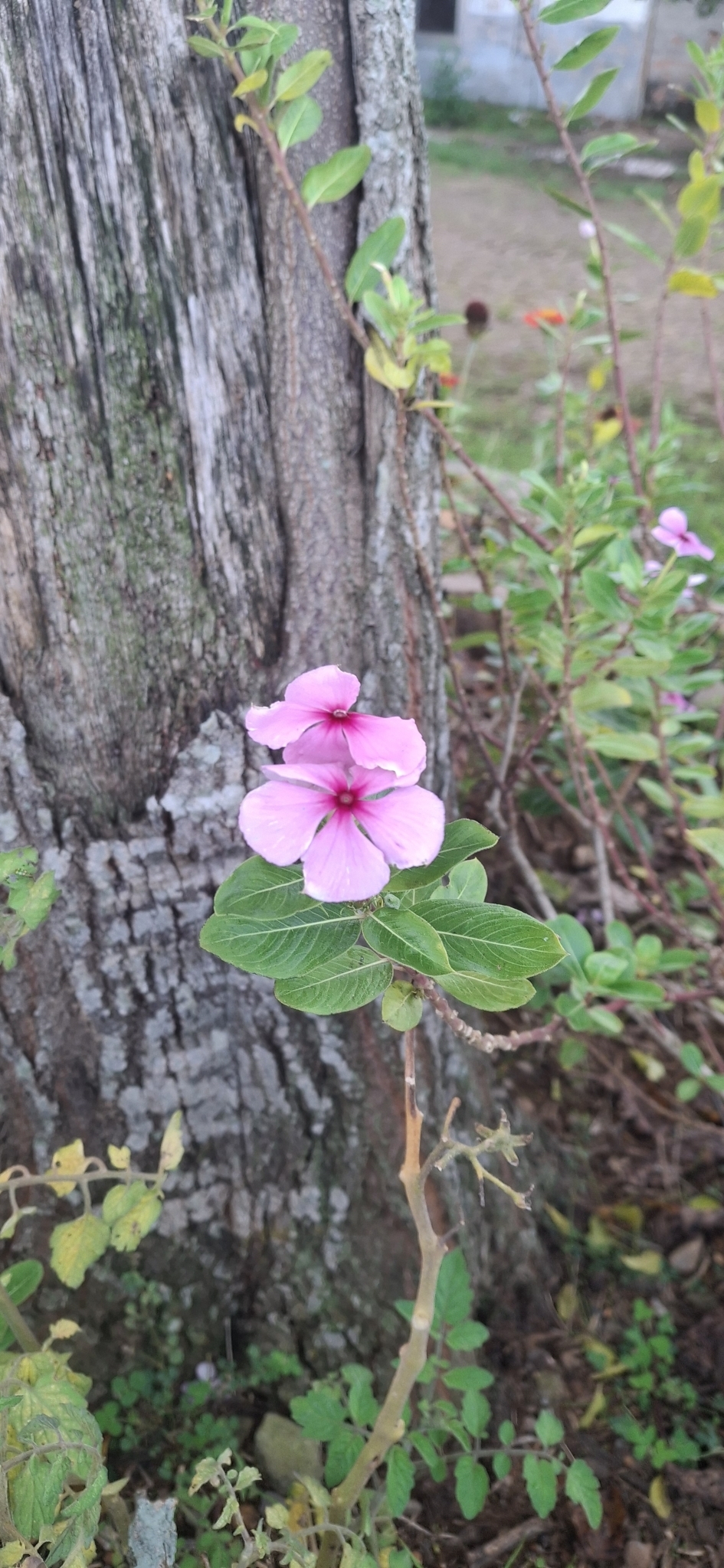 Catharanthus roseus