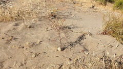 Stephanomeria exigua exigua