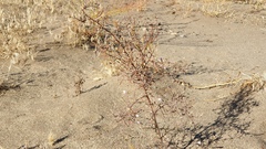Stephanomeria exigua exigua