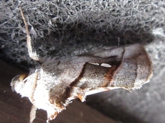 Macdunnoughia purissima