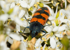 Castiarina crenata