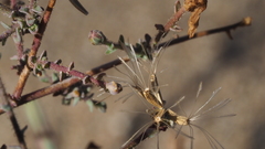 Stephanomeria exigua exigua