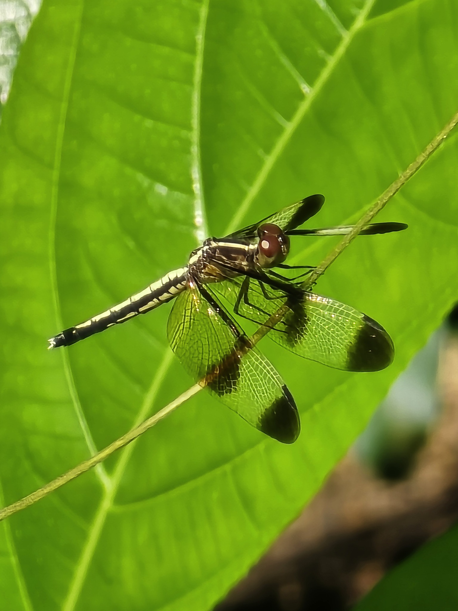 Pied Paddy Skimmer