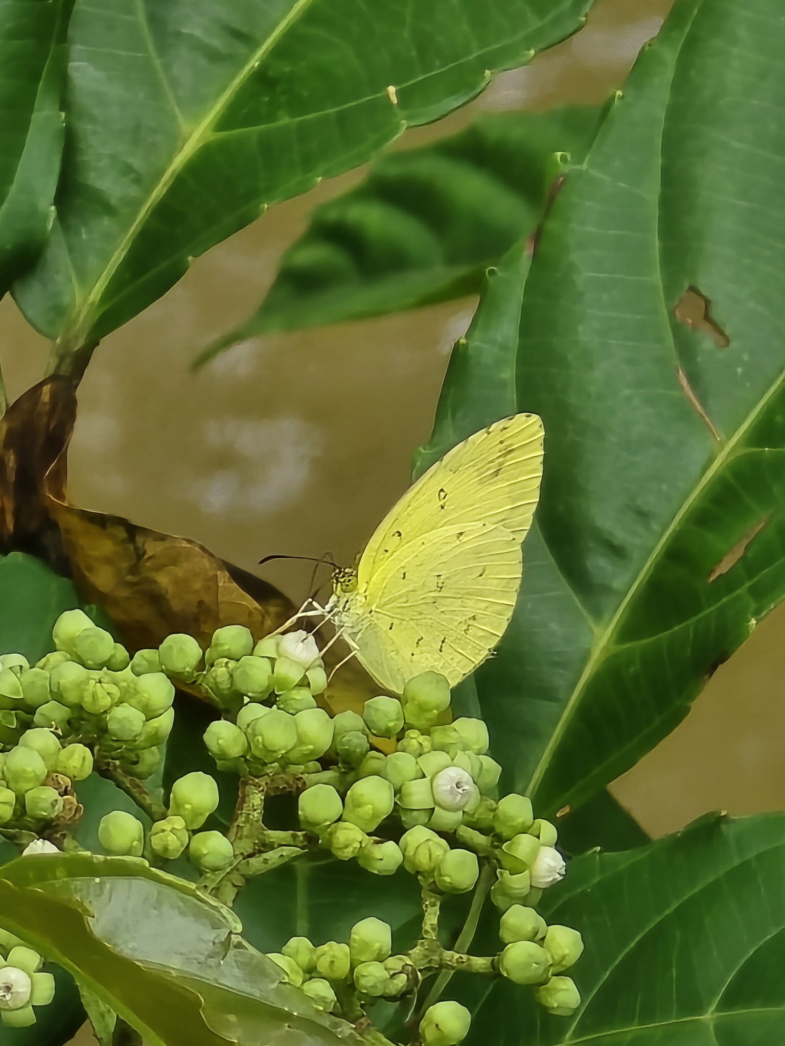 Common Grass Yellow