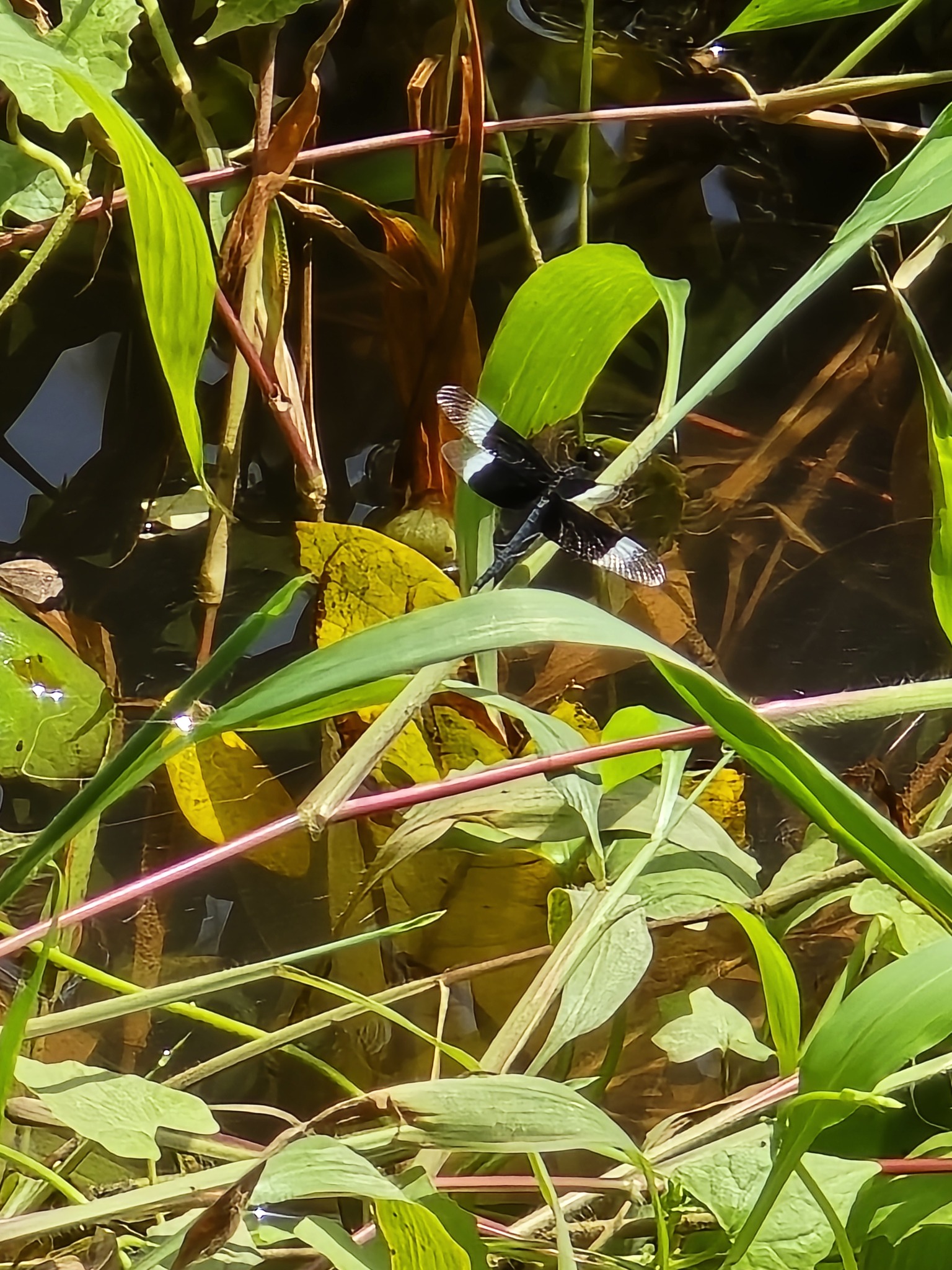 Pied Paddy Skimmer