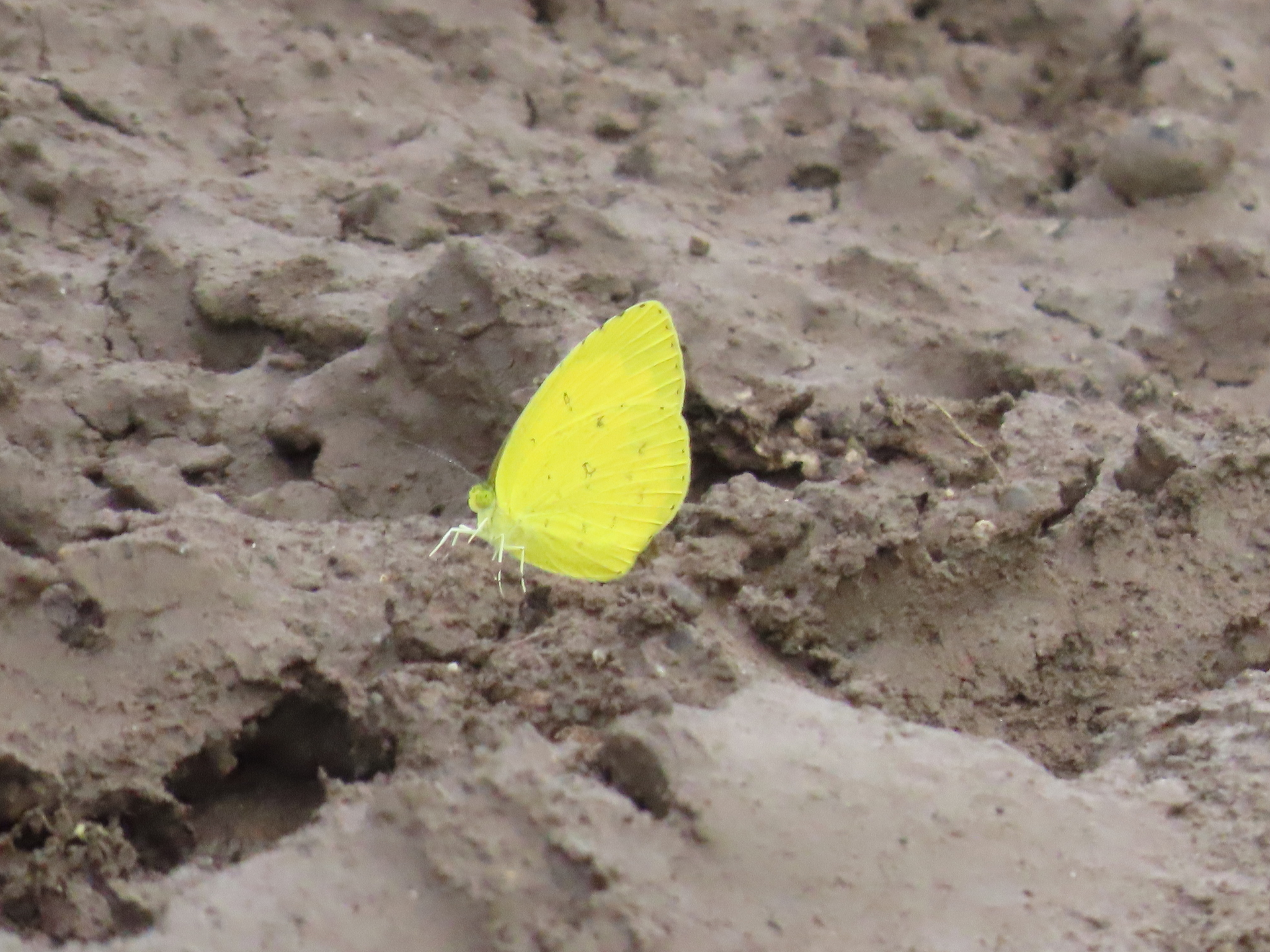 Common Grass Yellow