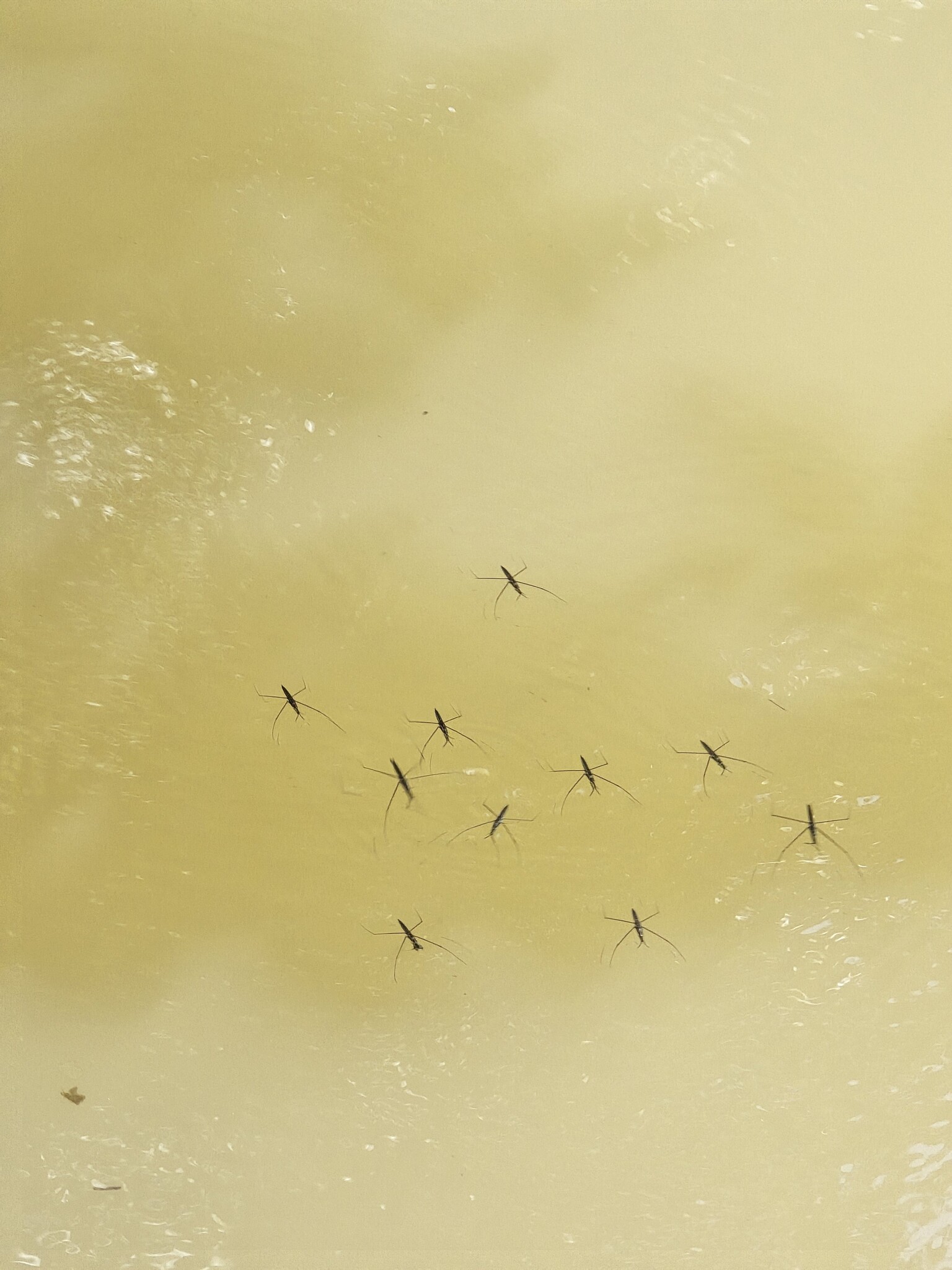 Pied Paddy Skimmer
