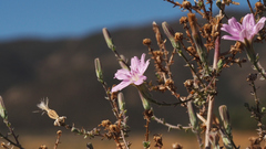 Stephanomeria exigua exigua