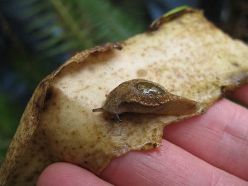Warty Jumping-slug (Hemphillia glandulosa) · iNaturalist