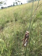 Schistocerca rubiginosa