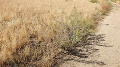 Stephanomeria exigua exigua
