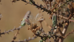 Stephanomeria exigua exigua