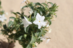 Euploca convolvulacea