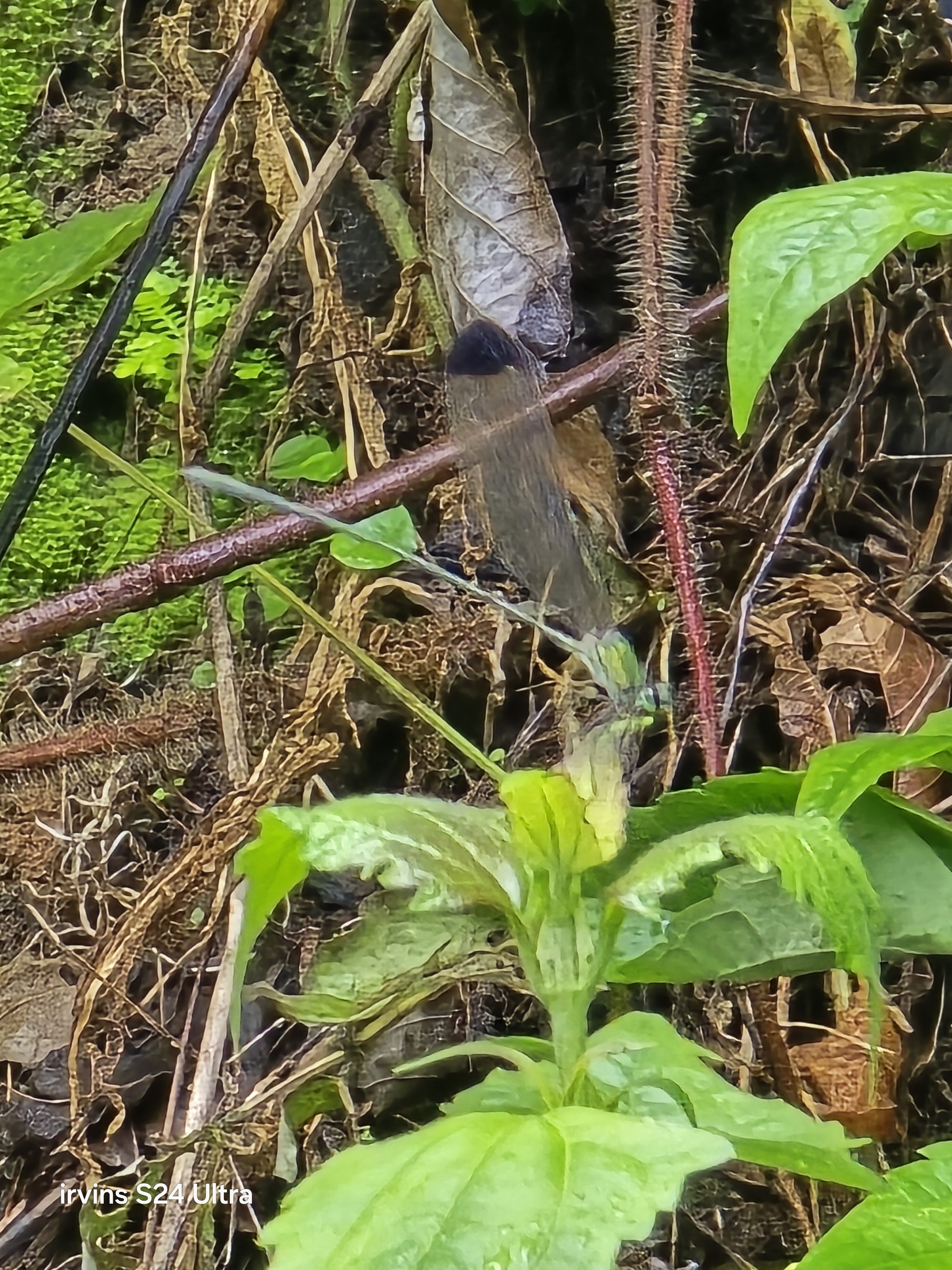 Black-Tip Flashwing