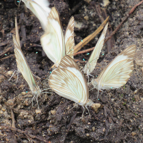 Great Southern White