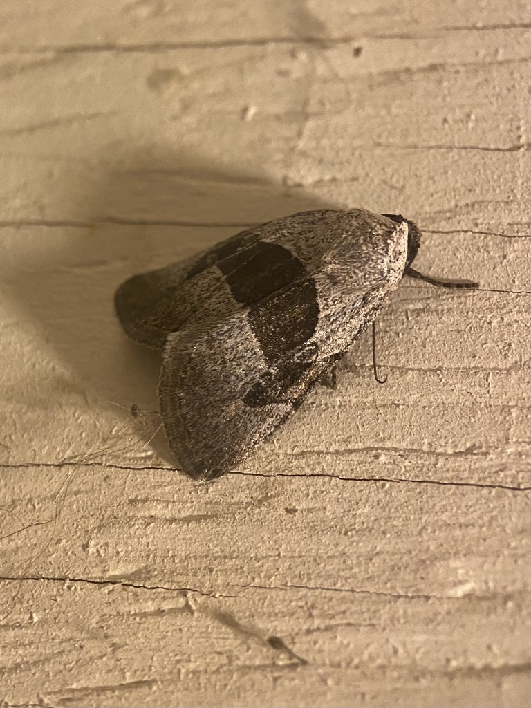 Sympistis umbrifascia