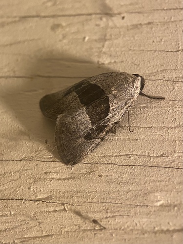 Sympistis umbrifascia