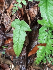 Stegnogramma wilfordii
