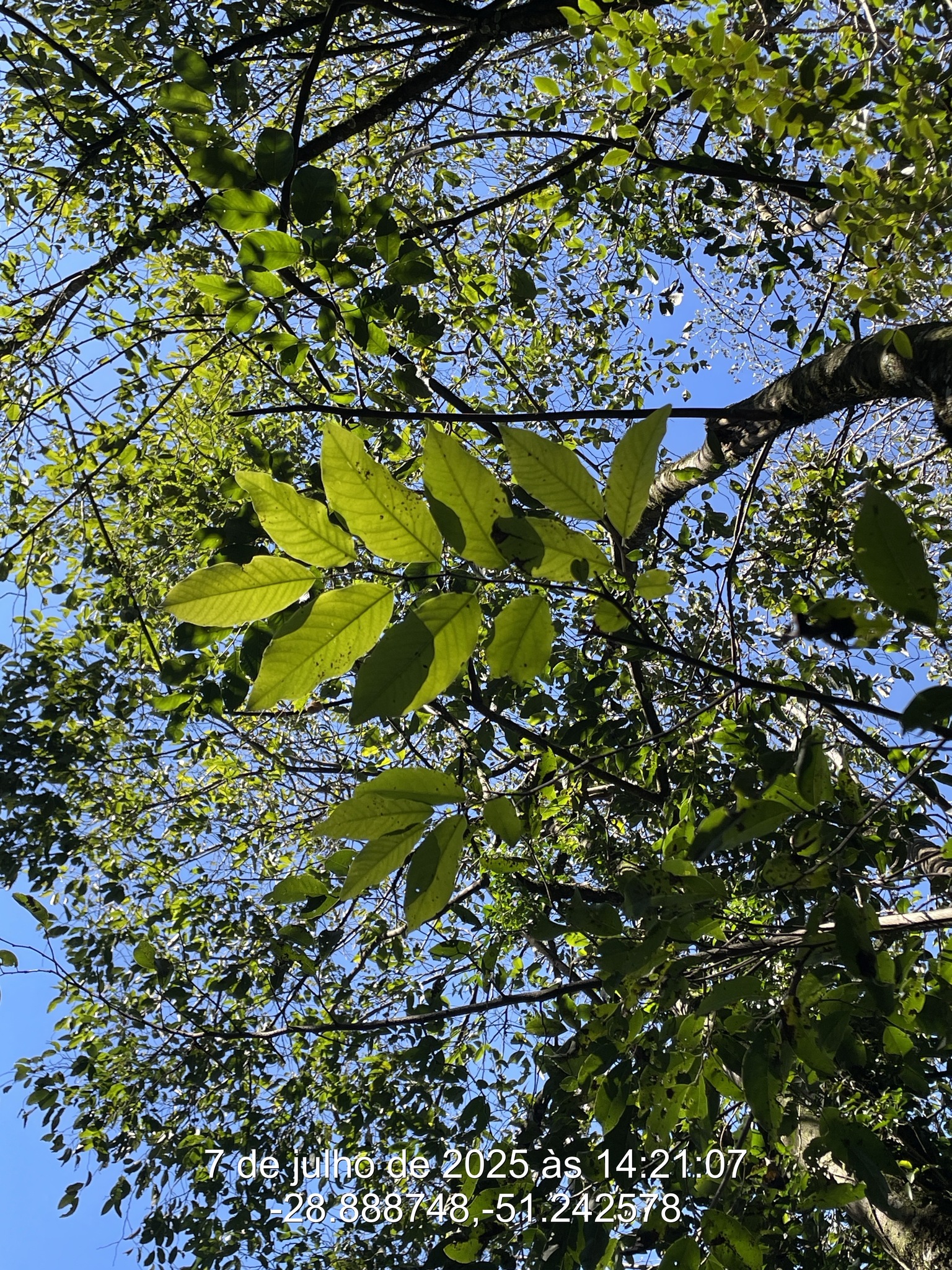 Annona sylvatica