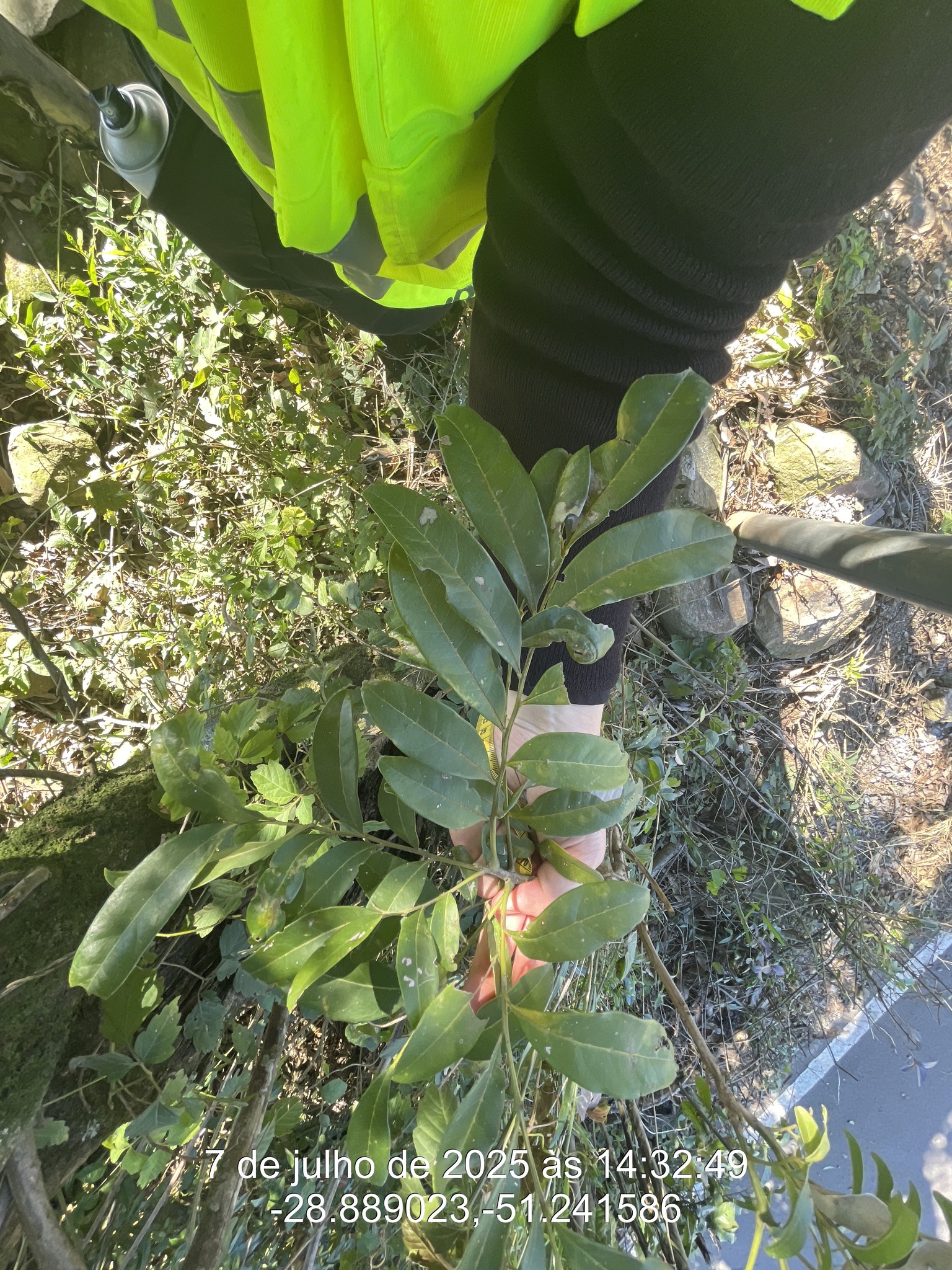 Matayba elaeagnoides