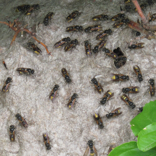 Brachygastra lecheguana