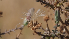 Stephanomeria exigua exigua