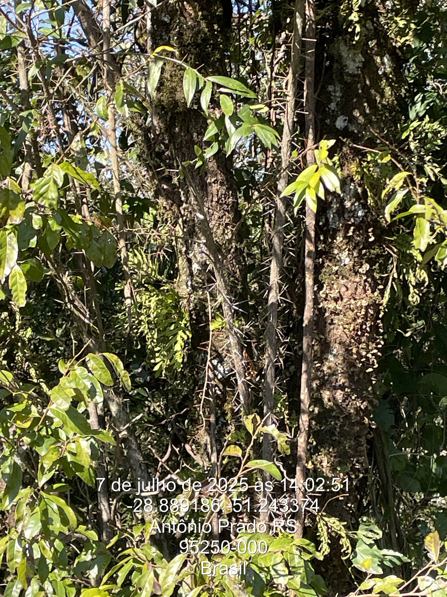 Dasyphyllum spinescens
