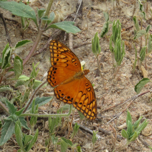 Mexican Fritillary