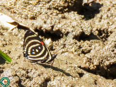 Callicore hydaspes