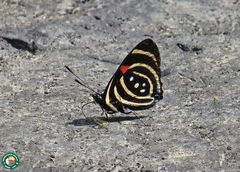 Callicore hydaspes