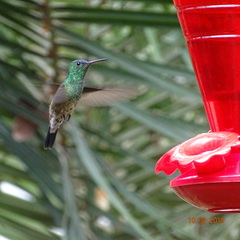 Saucerottia cyanifrons