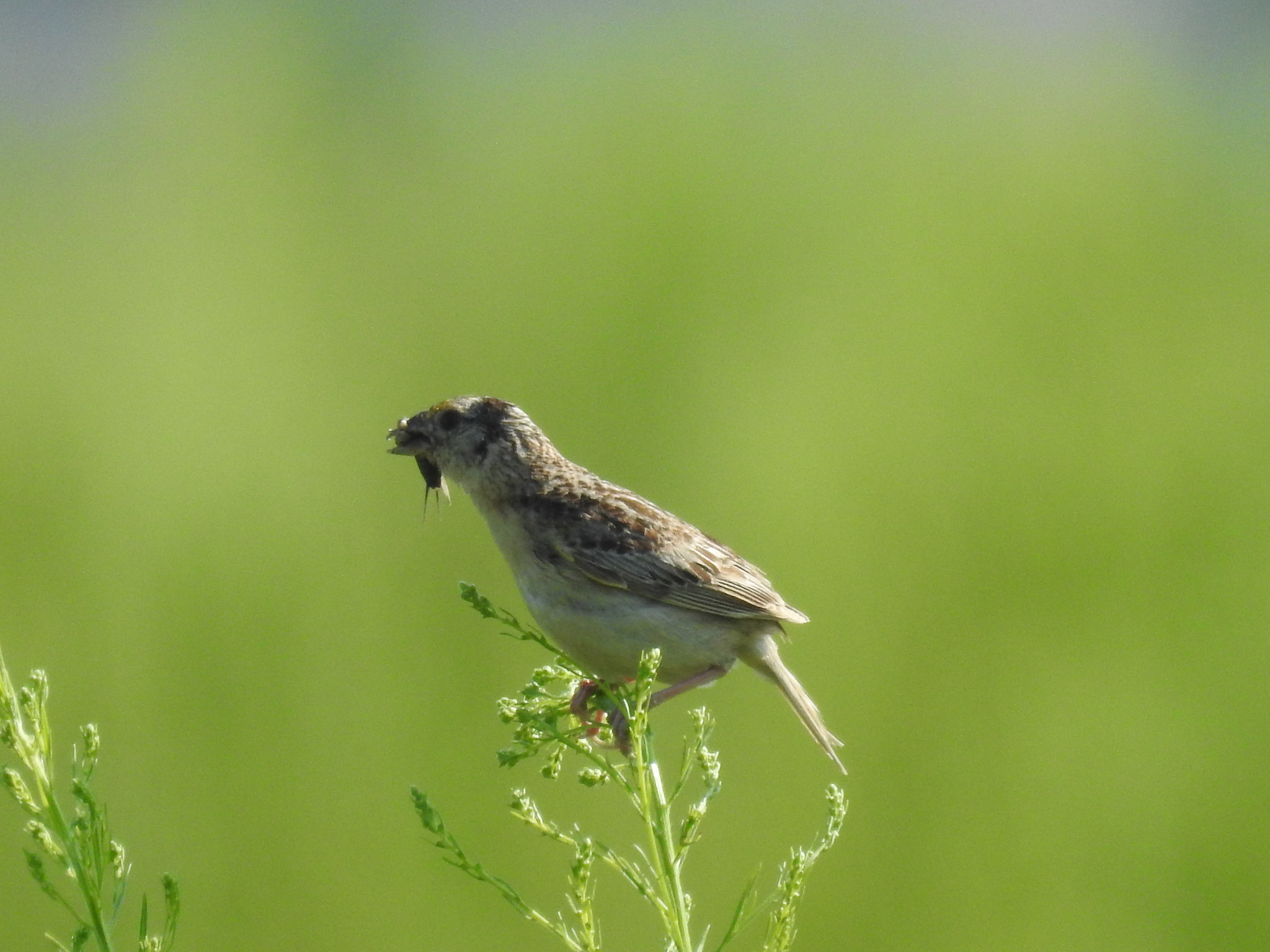 Ammodramus savannarum (J.F.Gmelin, 1789)