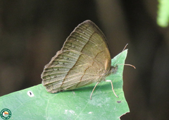 Capronnieria galesus