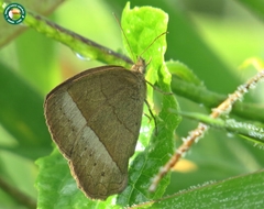 Capronnieria galesus